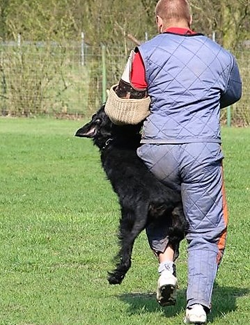 Riesenschnauzer schwarz vom schwedenspeicher Wienchen 3