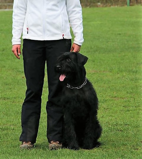 Riesenschnauzer schwarz vom schwedenspeicher Wienchen 4