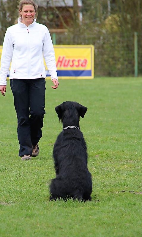 Riesenschnauzer schwarz vom schwedenspeicher Wienchen 5
