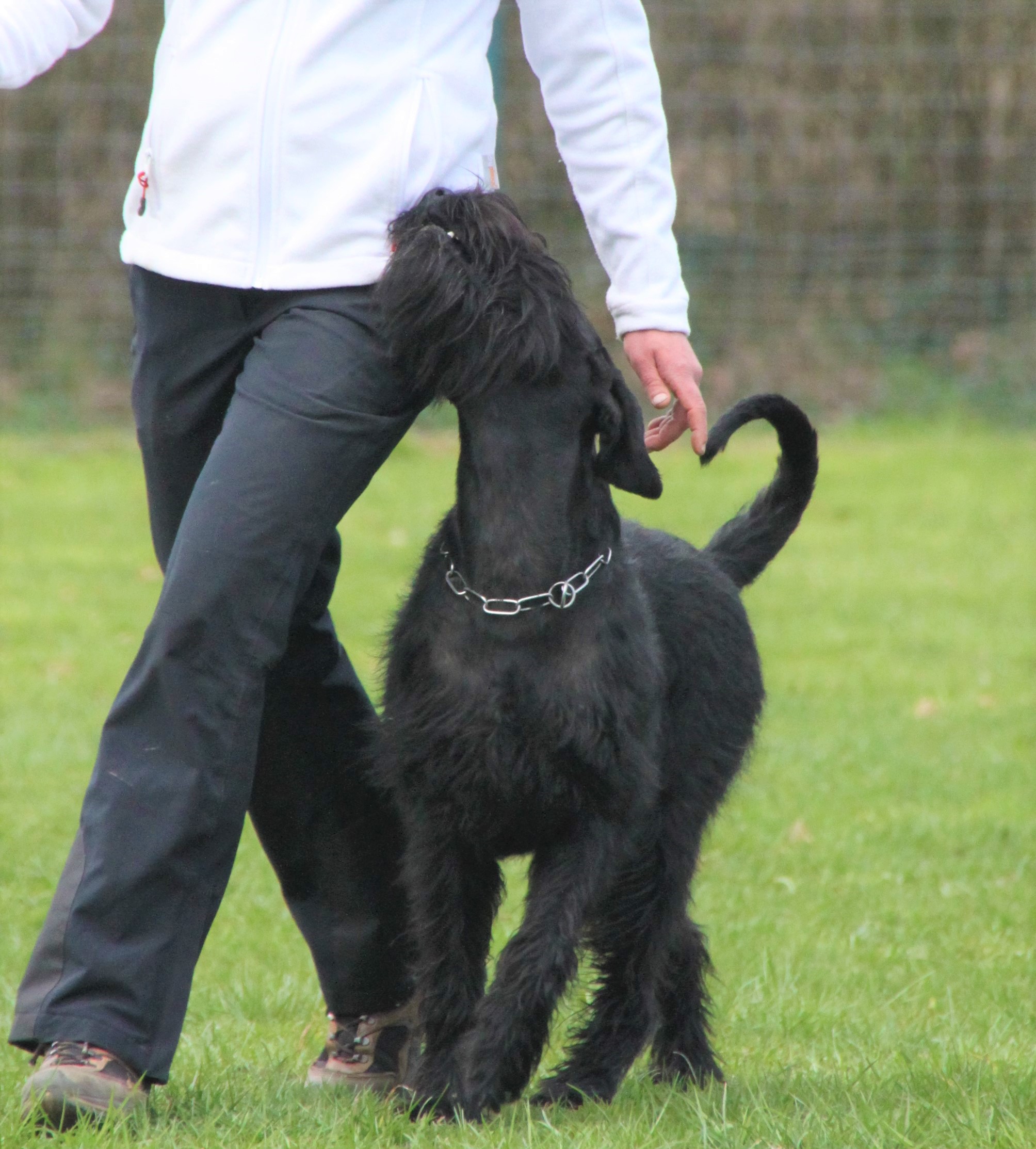 Riesenschnauzer schwarz vom schwedenspeicher Wienchen 7