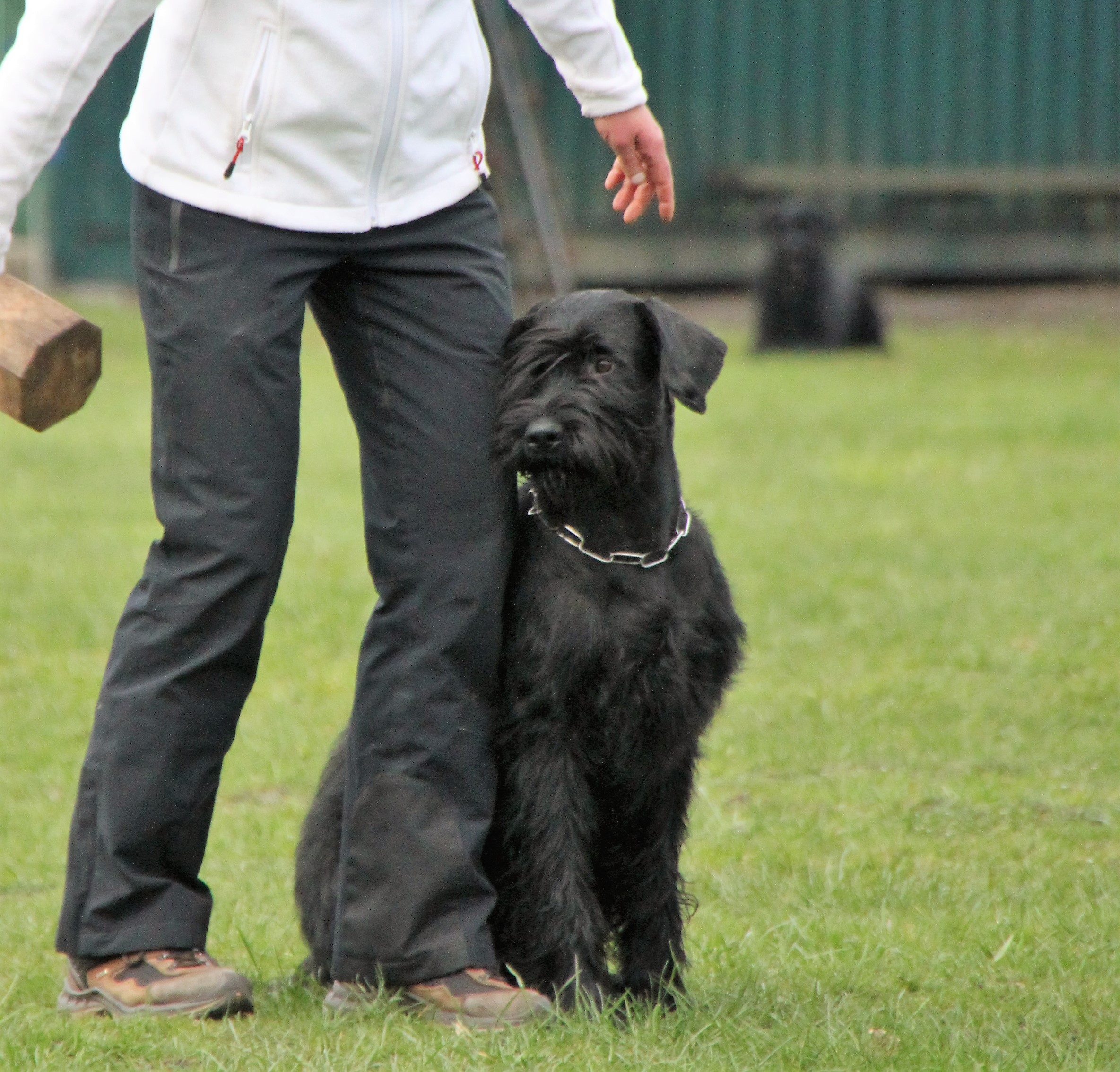 Riesenschnauzer schwarz vom schwedenspeicher Wienchen 8