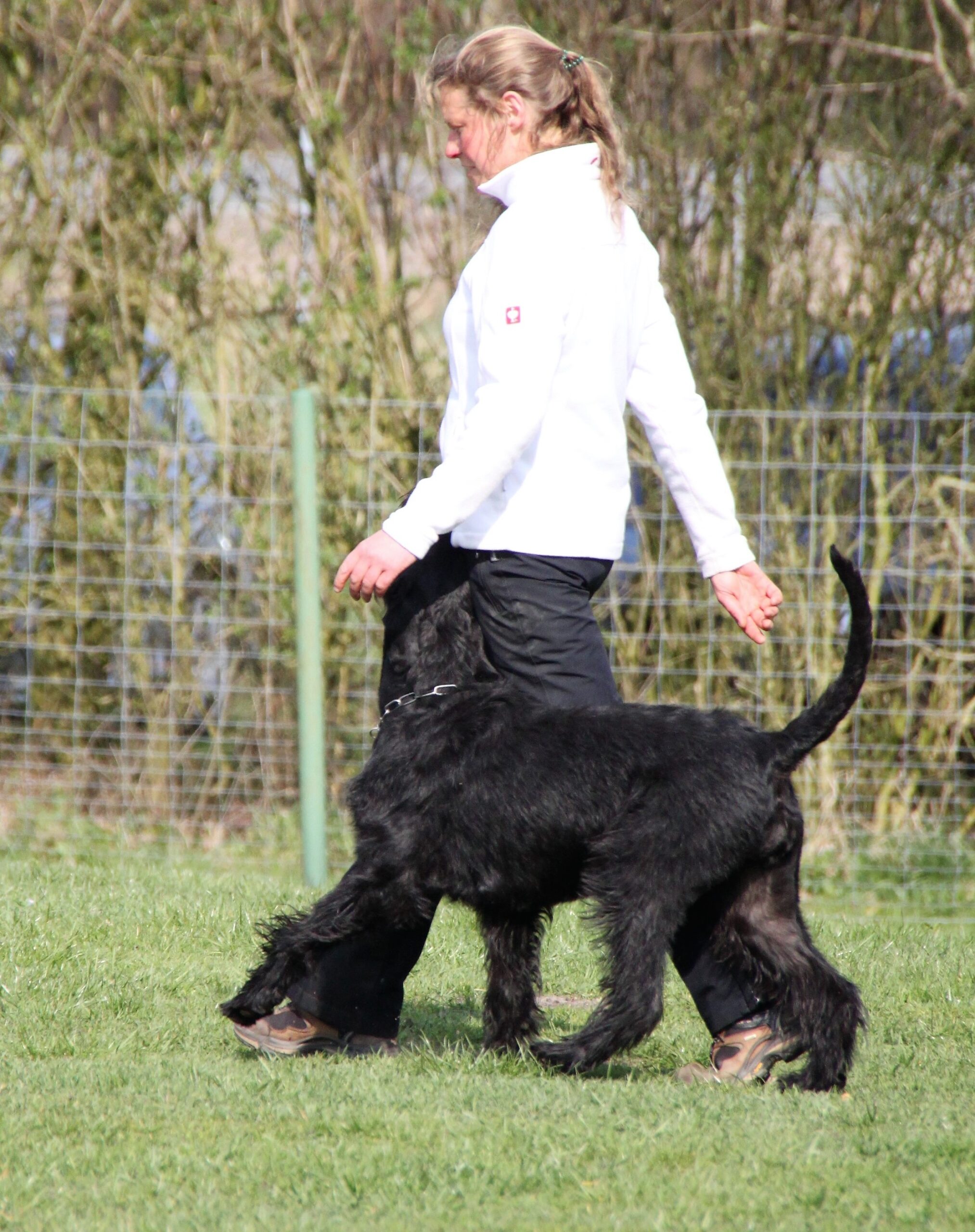 Riesenschnauzer schwarz vom schwedenspeicher Wienchen 9