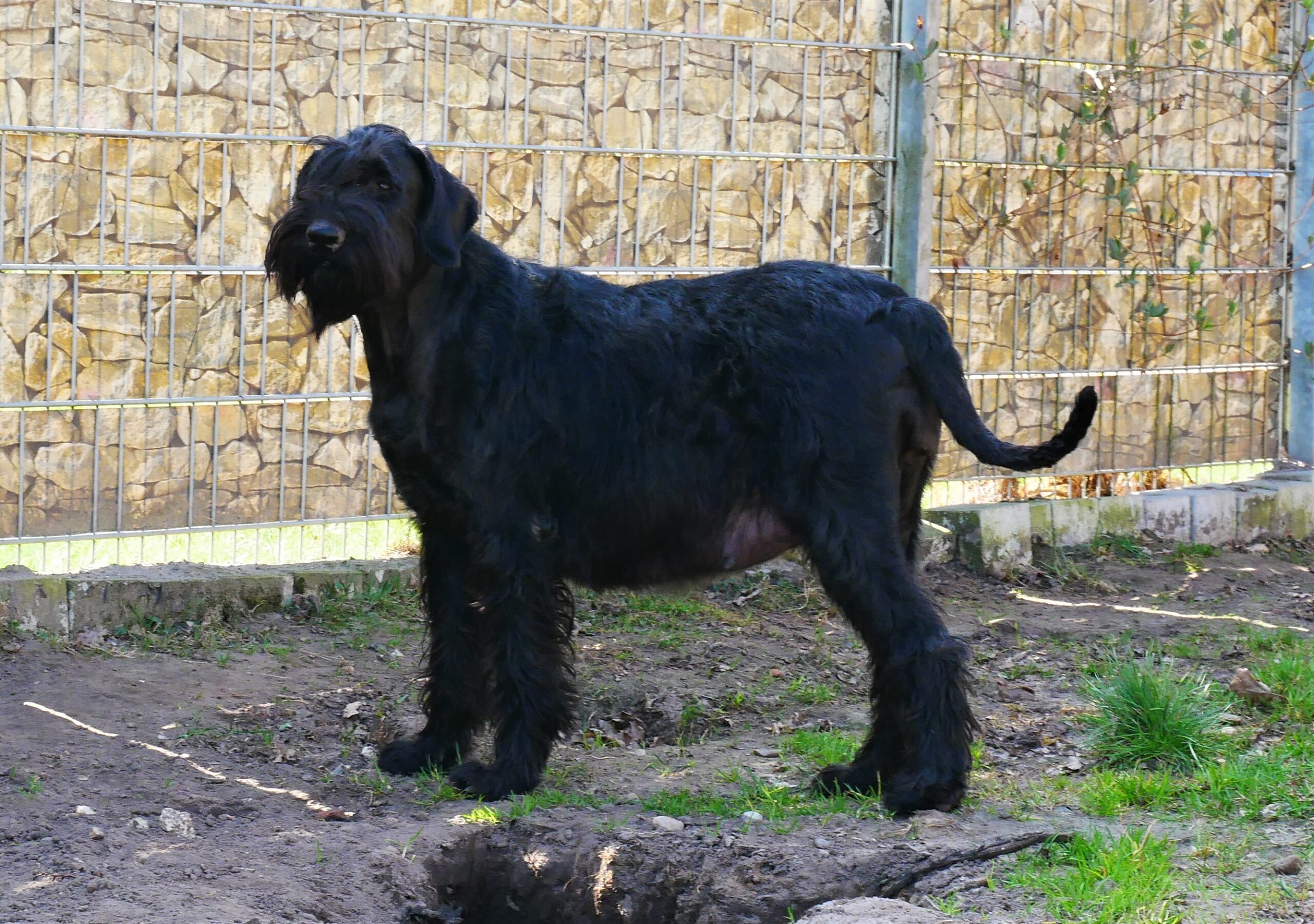 Riesenschnauzer Inou L Wurf 59.Trächtigkeitsag.1