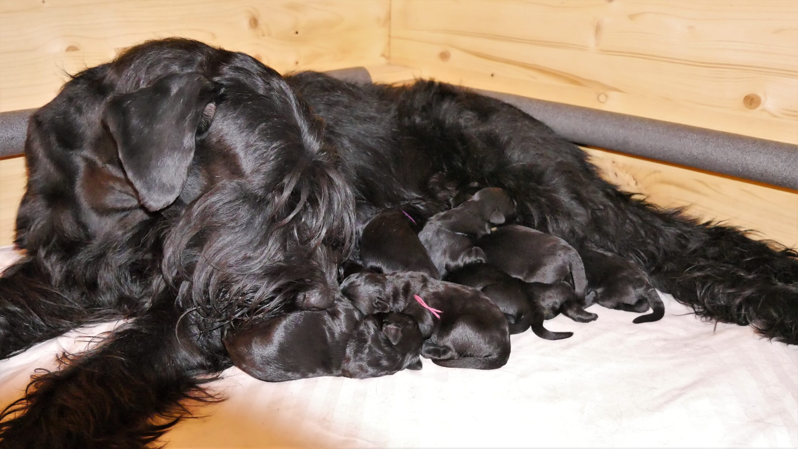 Riesenschnauzer K Welpen 15.02.2020 02