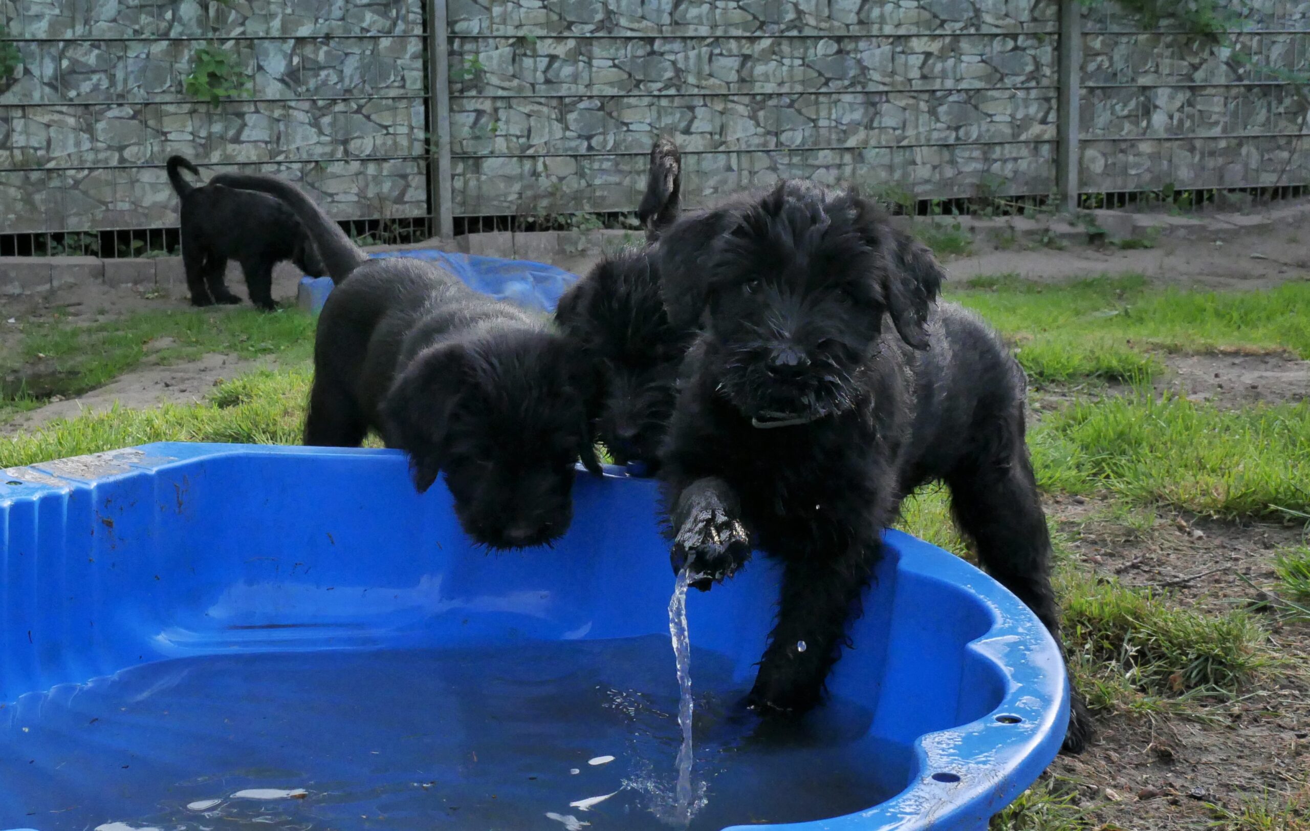 Riesenschnauzer Welpen M Wurf 8.Woche 09