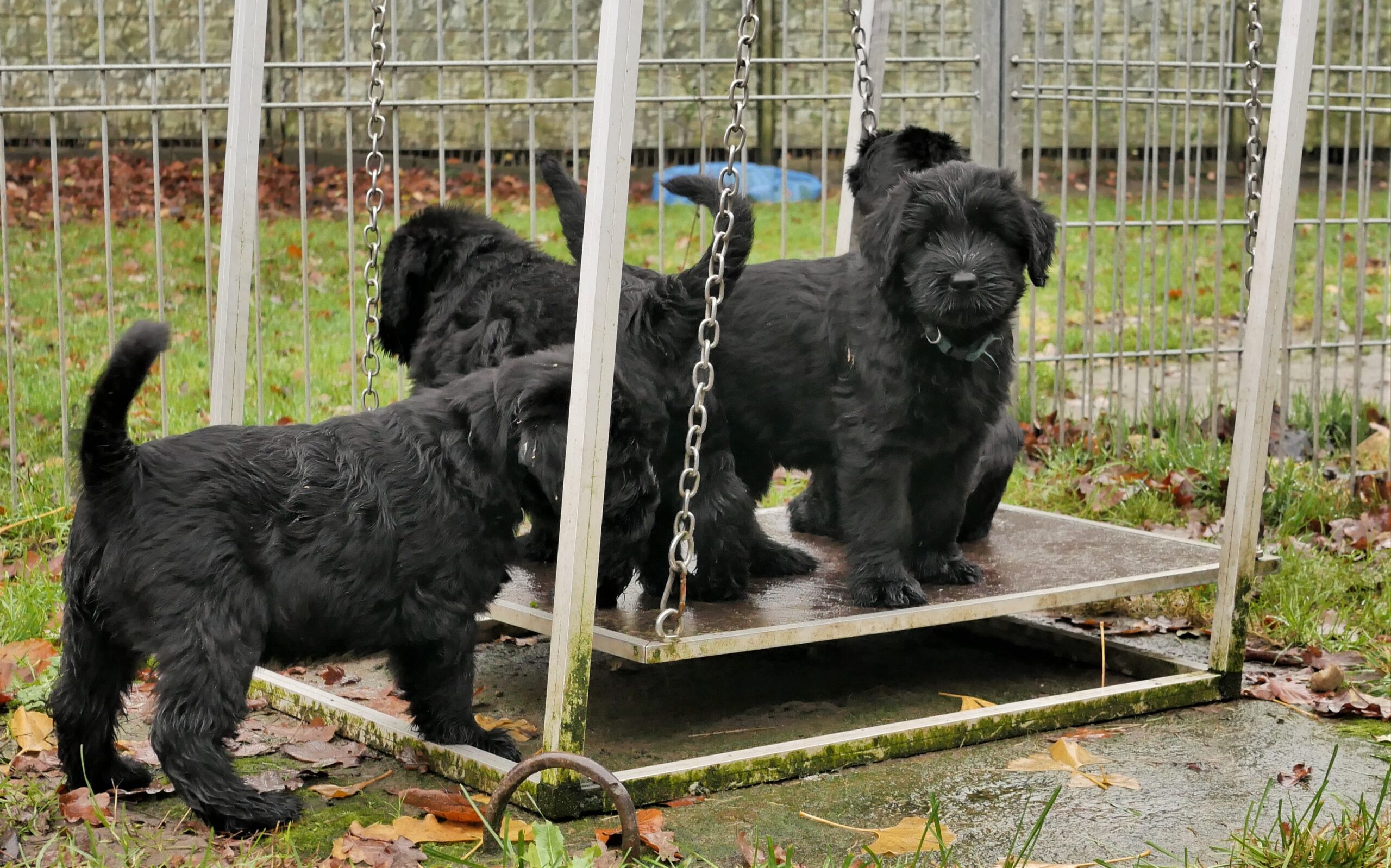 Riesenschnauzer Zucht Q Wurf 7.Woche 09