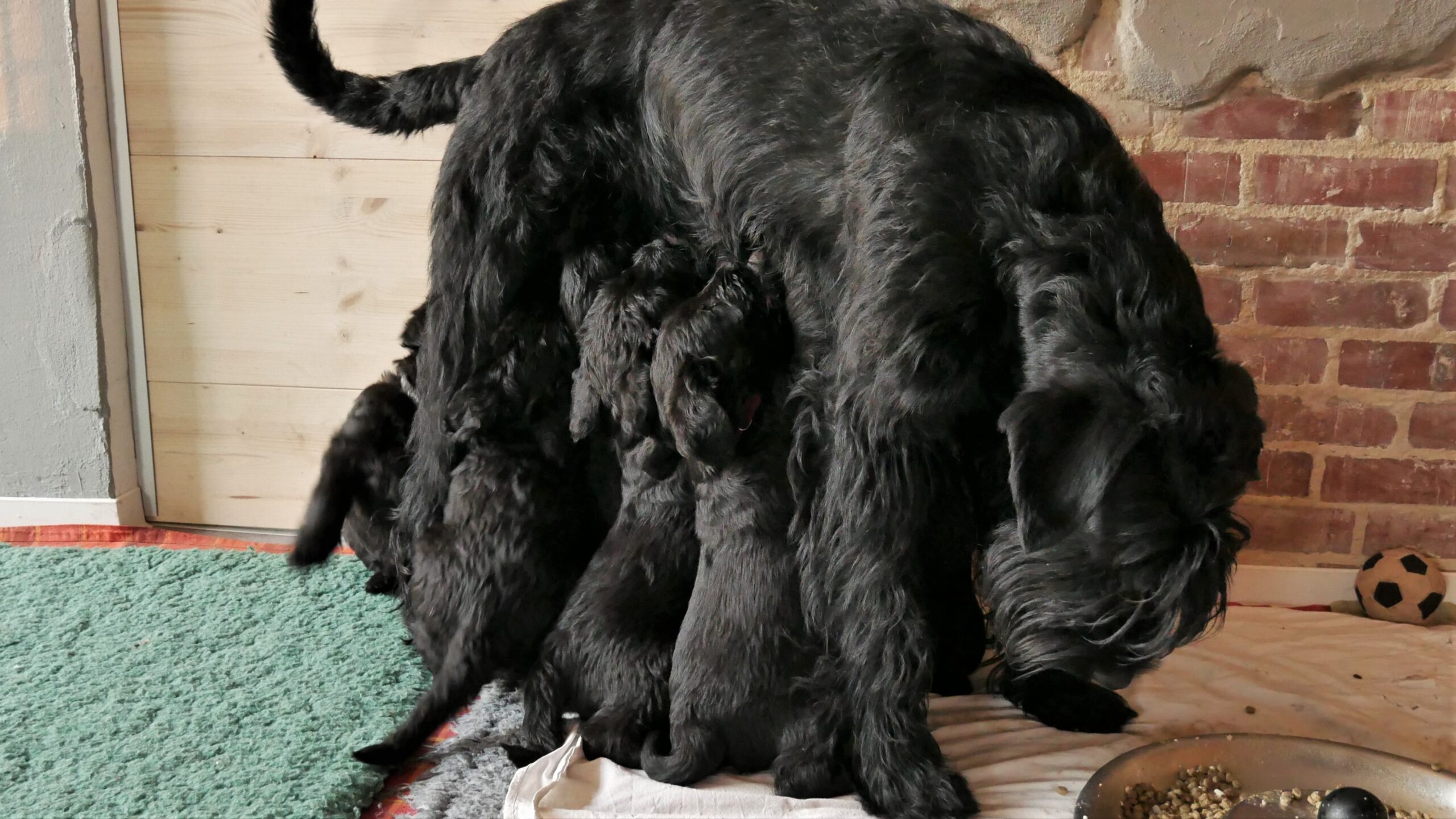 Riesenschnauzer schwarz K Wurf 6.Woche 05