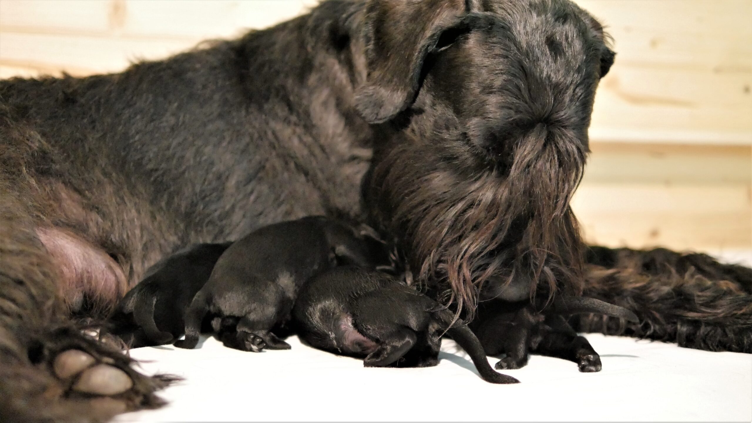 Schwarze Riesenschnauzer Welpen J 19 08 26 14