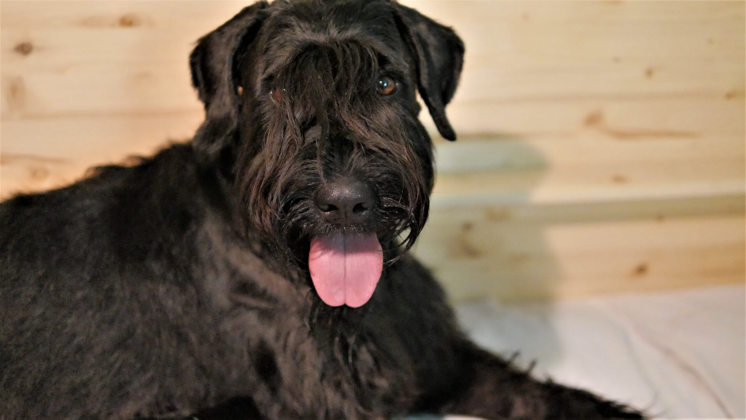 Schwarze Riesenschnauzer Welpen J 19 08 26 15