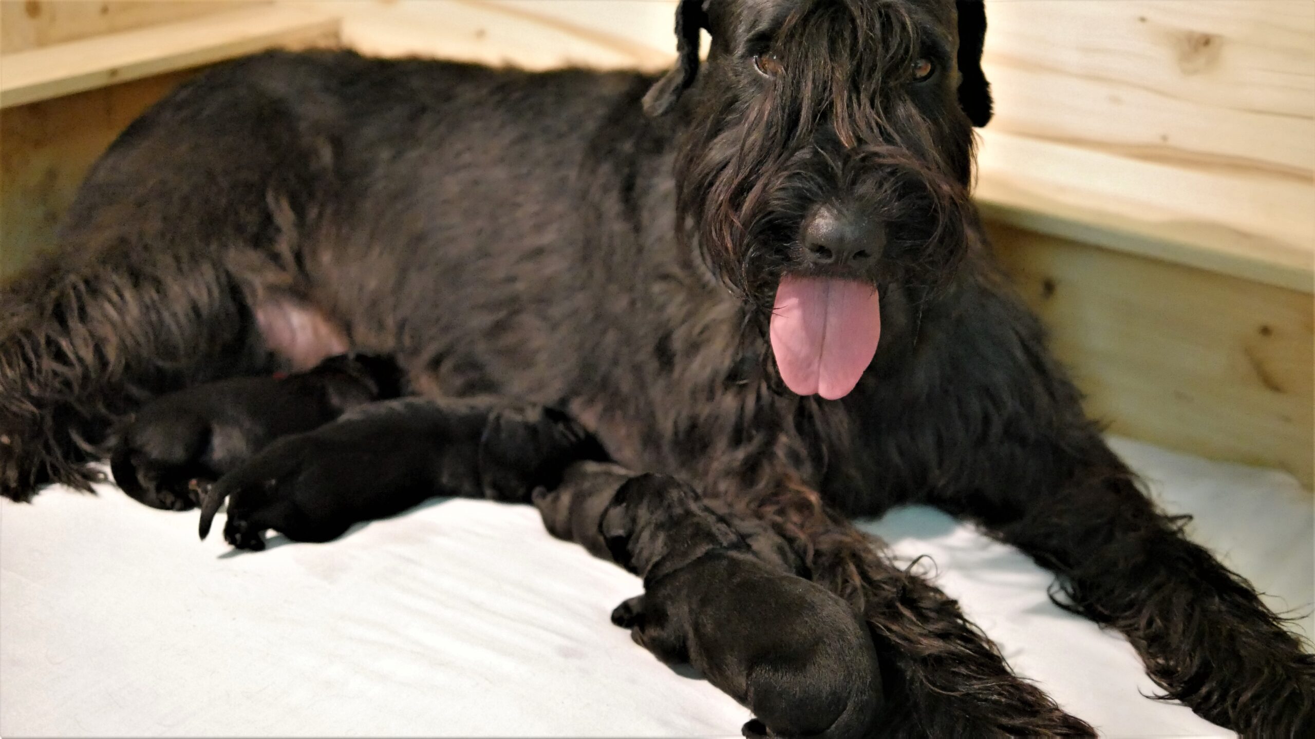 Schwarze Riesenschnauzer Welpen J 19 08 26 18