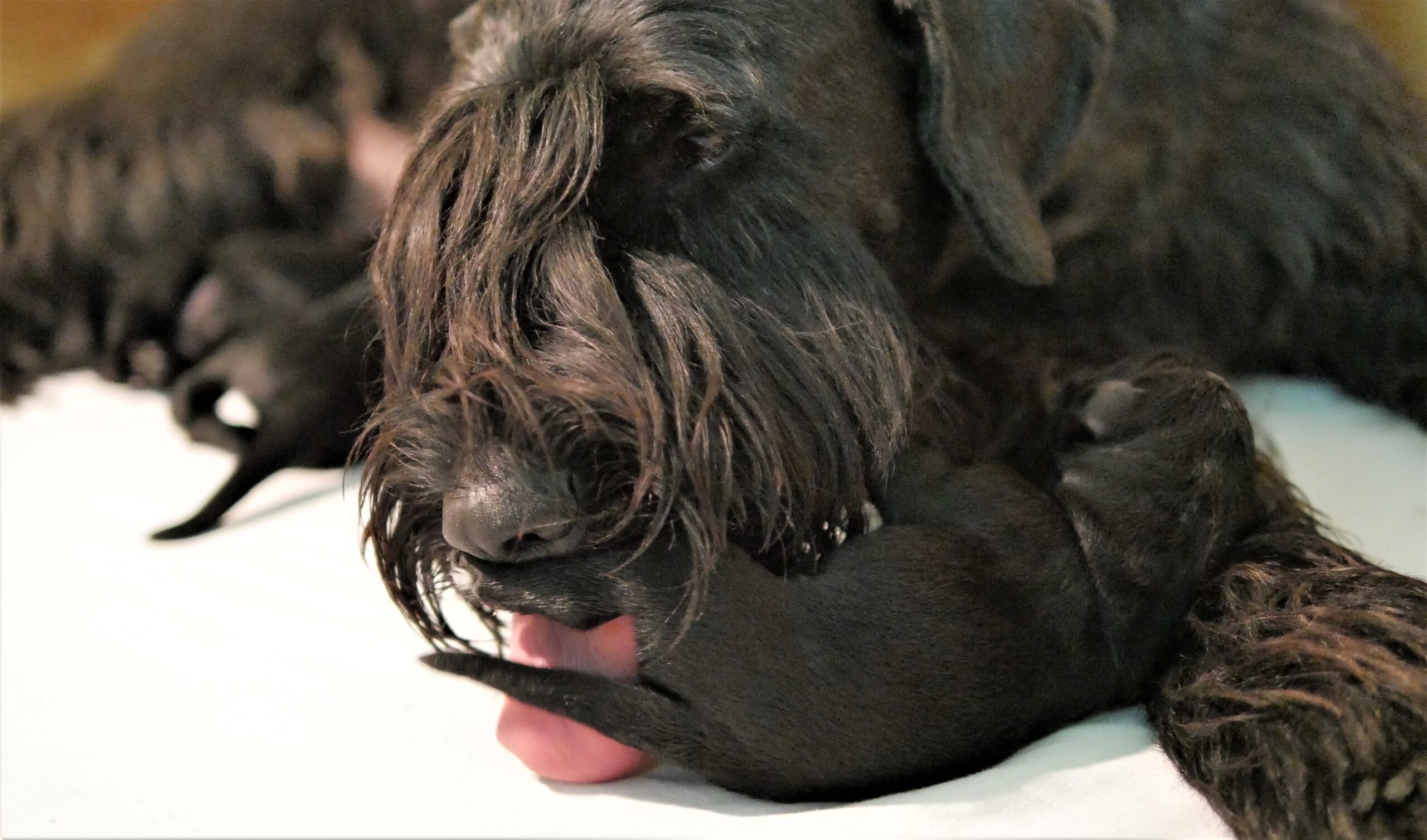 Schwarze Riesenschnauzer Welpen J 19 08 26 23