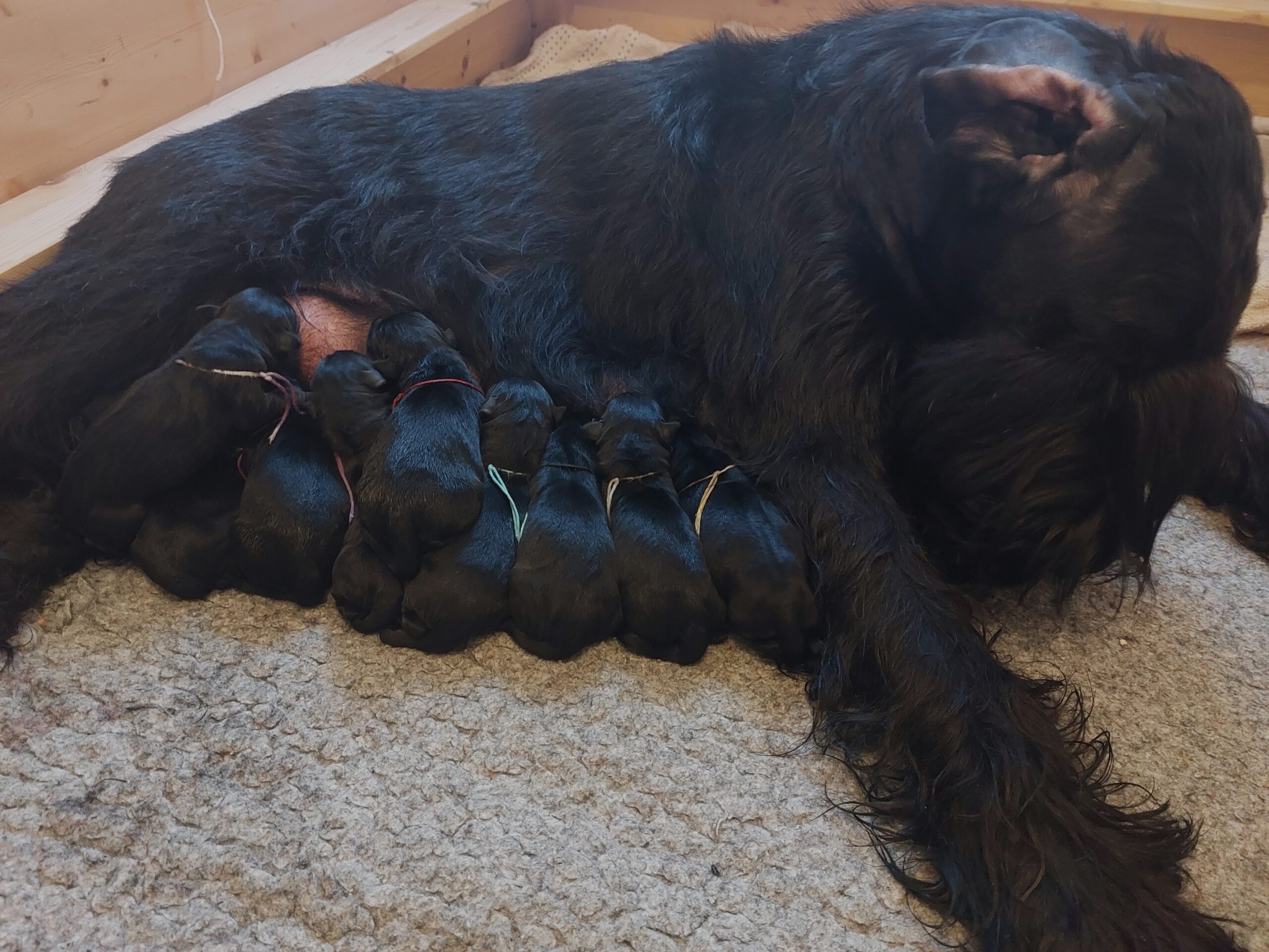 U Wurf Riesenschnauzer Welpen 1.Woche 04