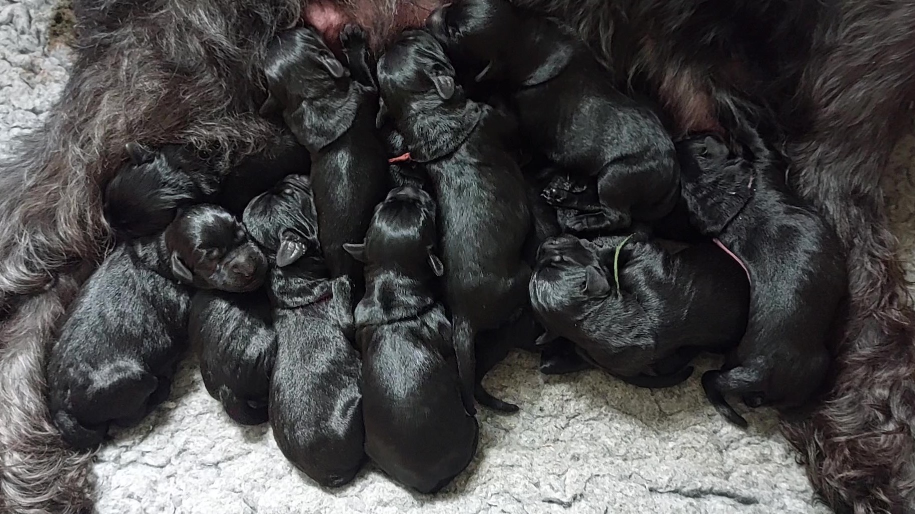 Welpen Riesenschnauzer W Wurf 1.Woche 11