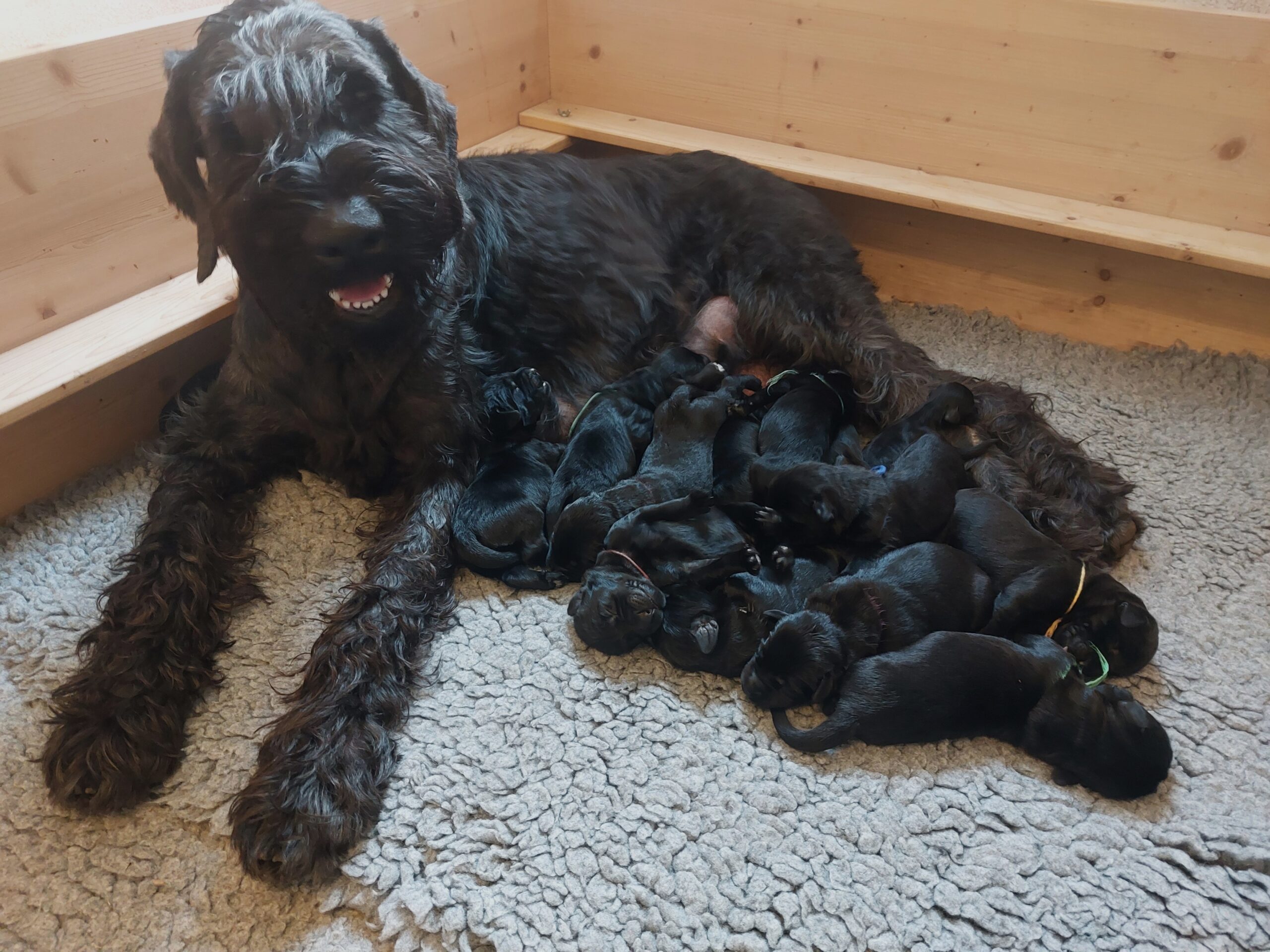Welpen Riesenschnauzer Züchter im PSK / VDH