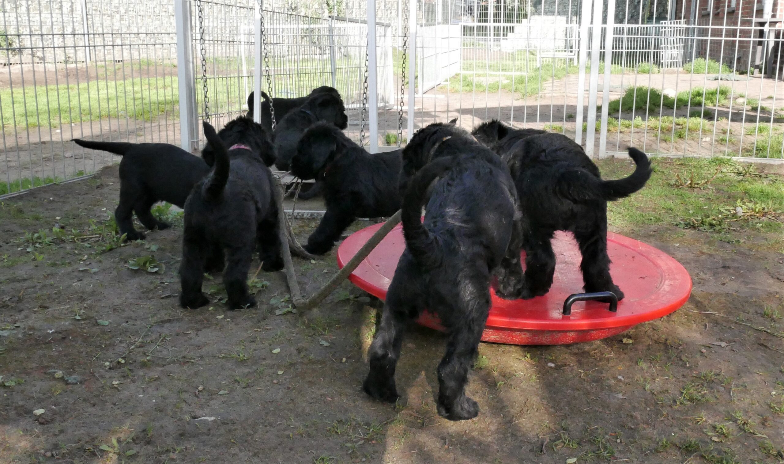 Welpen Riesenschnauzer schwarz L Wurf 7.Woche 07