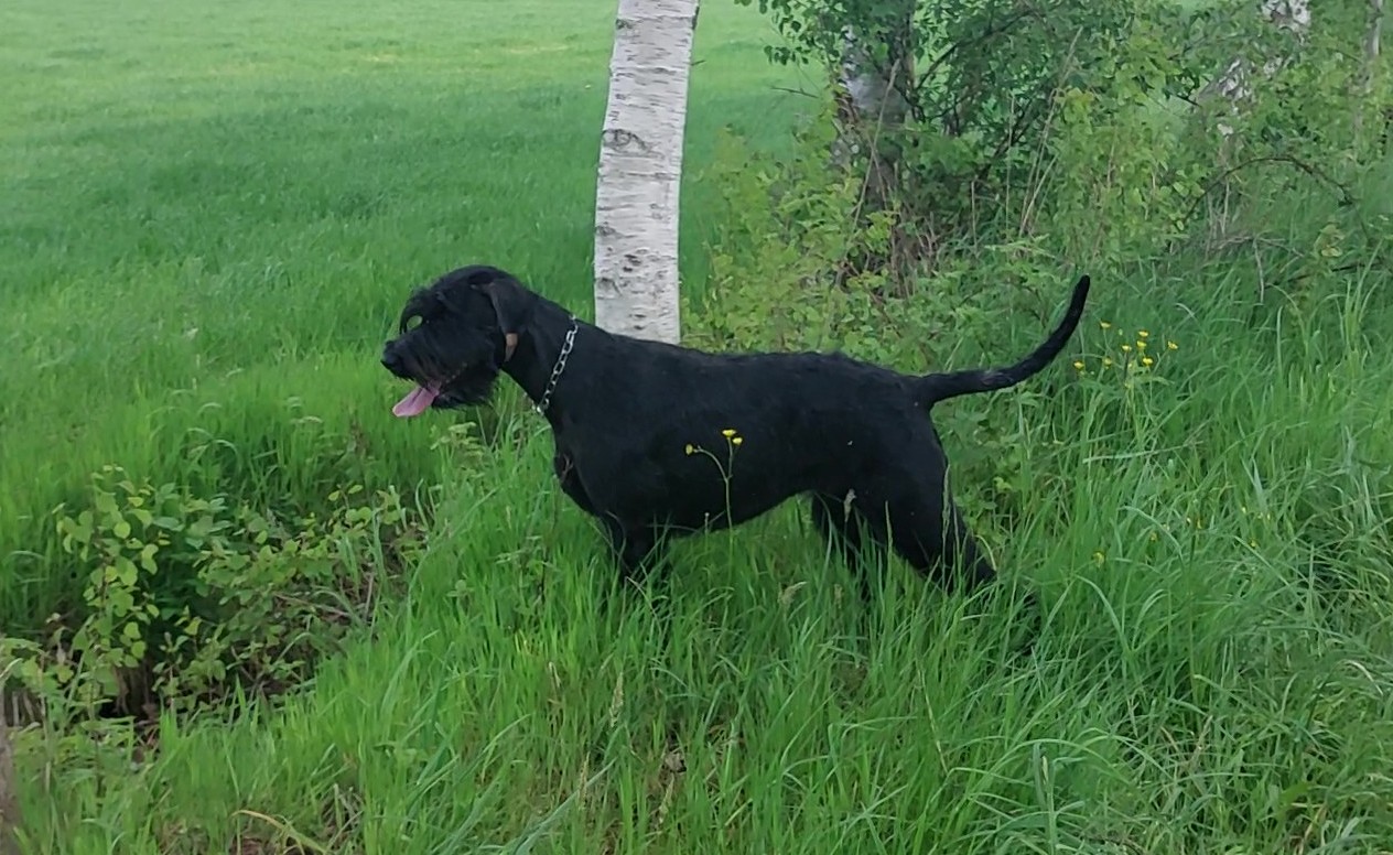 Xuli Riesenschnauzer schwarz vom Schwedenspeicher 26 05 22 04