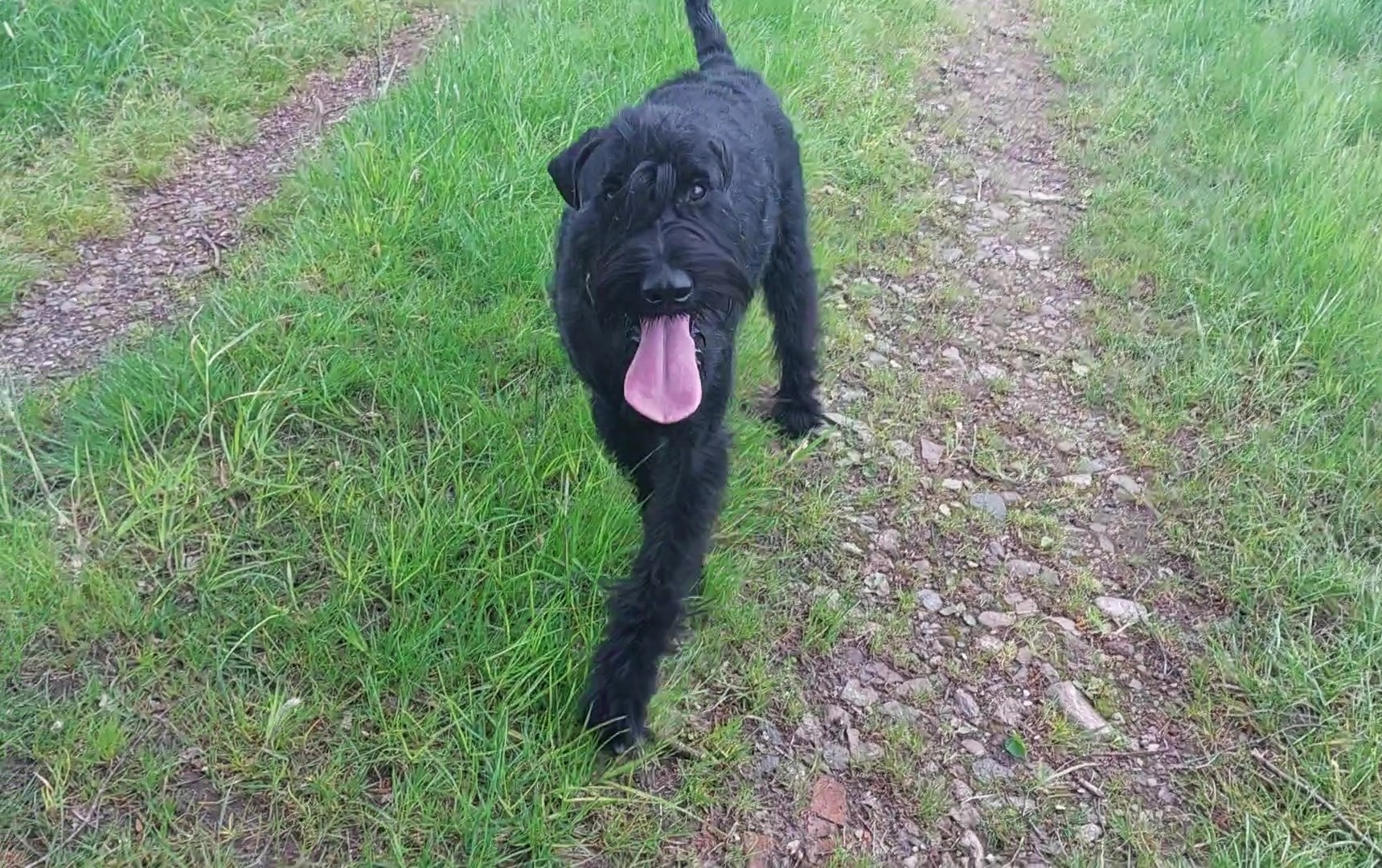 Xuli Riesenschnauzer schwarz vom Schwedenspeicher 26 05 22 05