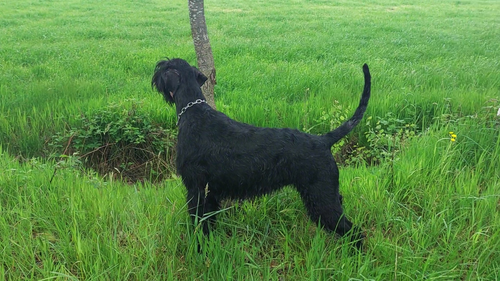 Xuli Riesenschnauzer schwarz vom Schwedenspeicher 26 05 22 07