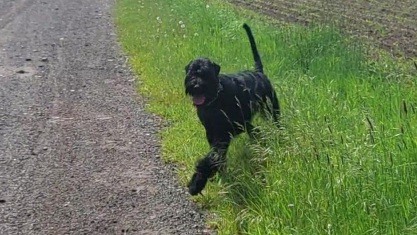 Xuli Riesenschnauzer schwarz vom Schwedenspeicher 26 05 22 09