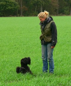 Riesenschnauzer lotti Fährte IPO-FH