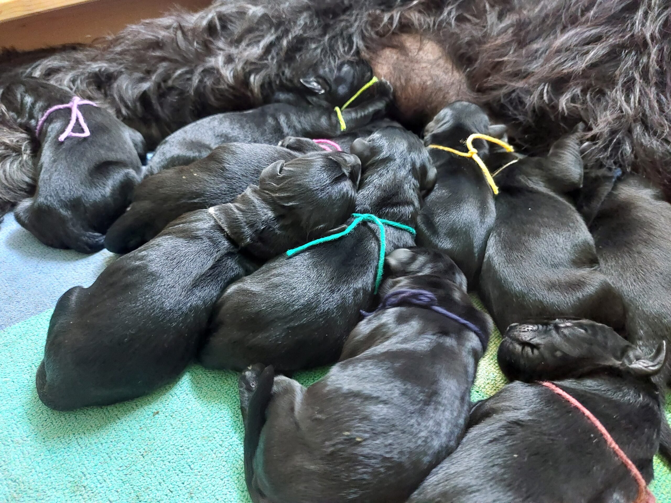 Riesenschnauzer Welpen Y Wurf 1.Lebenstag 01