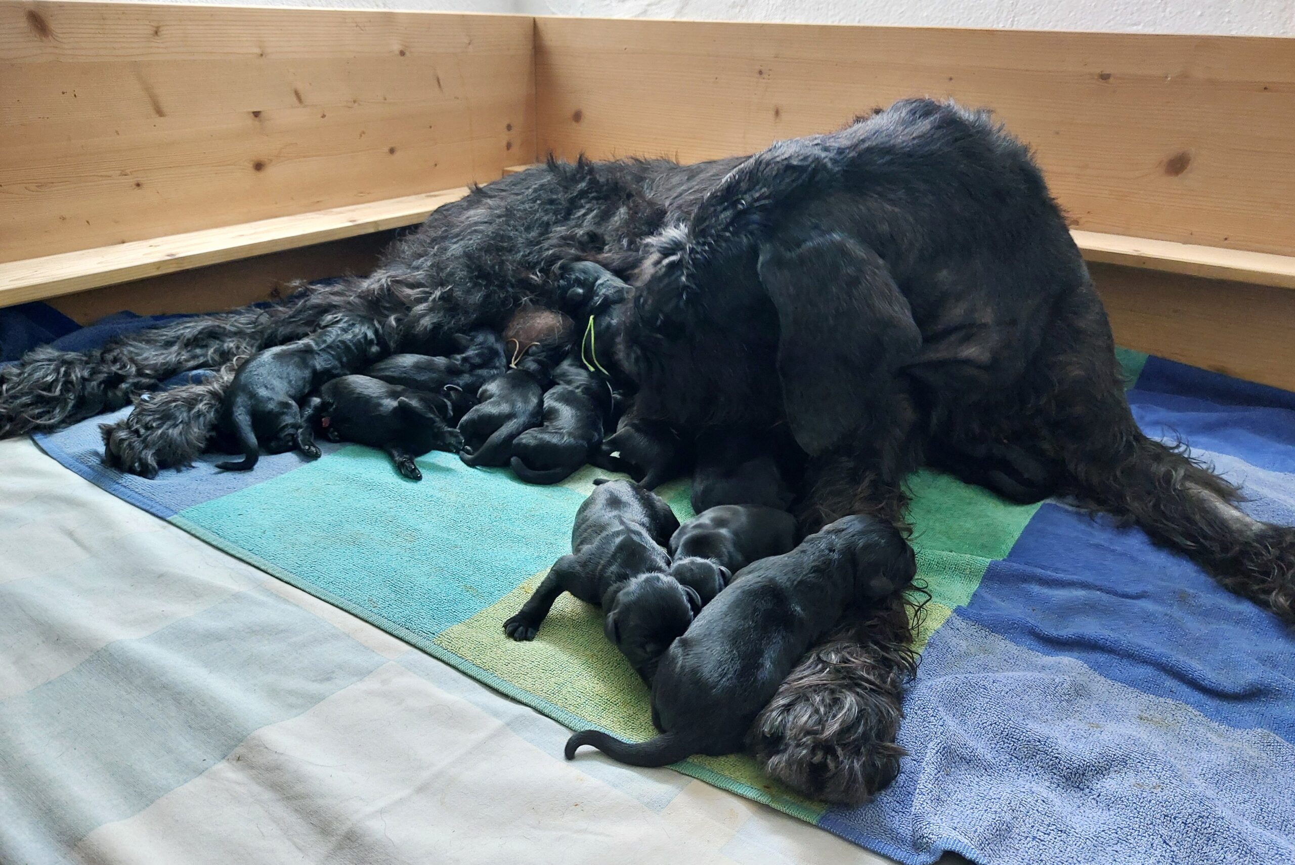 Riesenschnauzer Welpen Y Wurf 1.Lebenstag 03