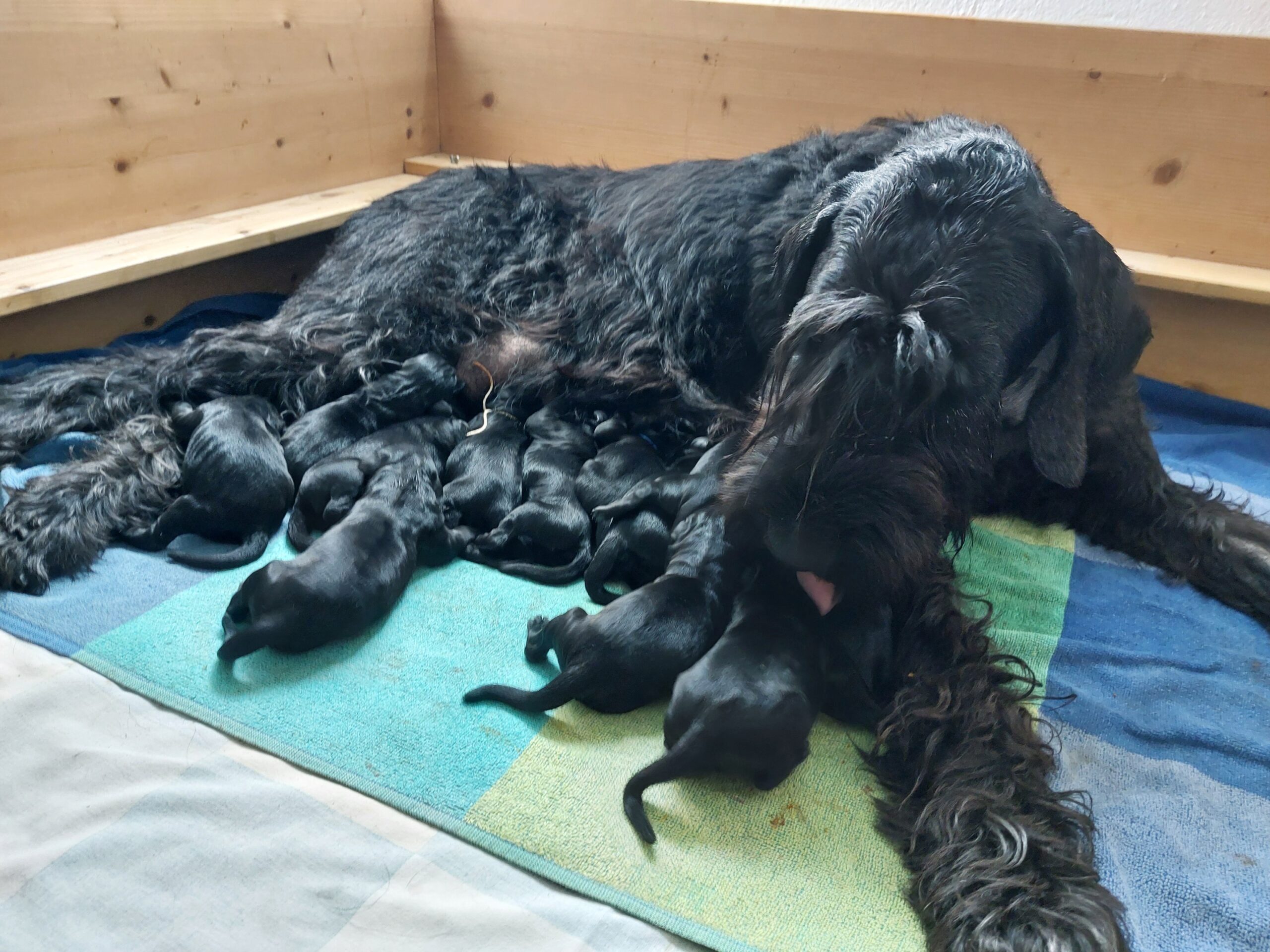 Riesenschnauzer Welpen Y Wurf 1.Lebenstag 04