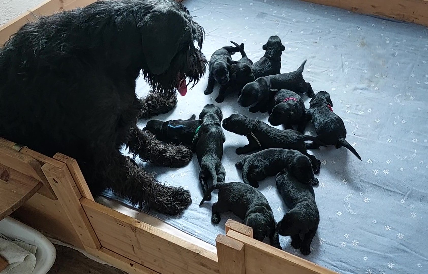 Riesenschnauzer Welpen Y Wurf 2. Woche 11.Tag 01