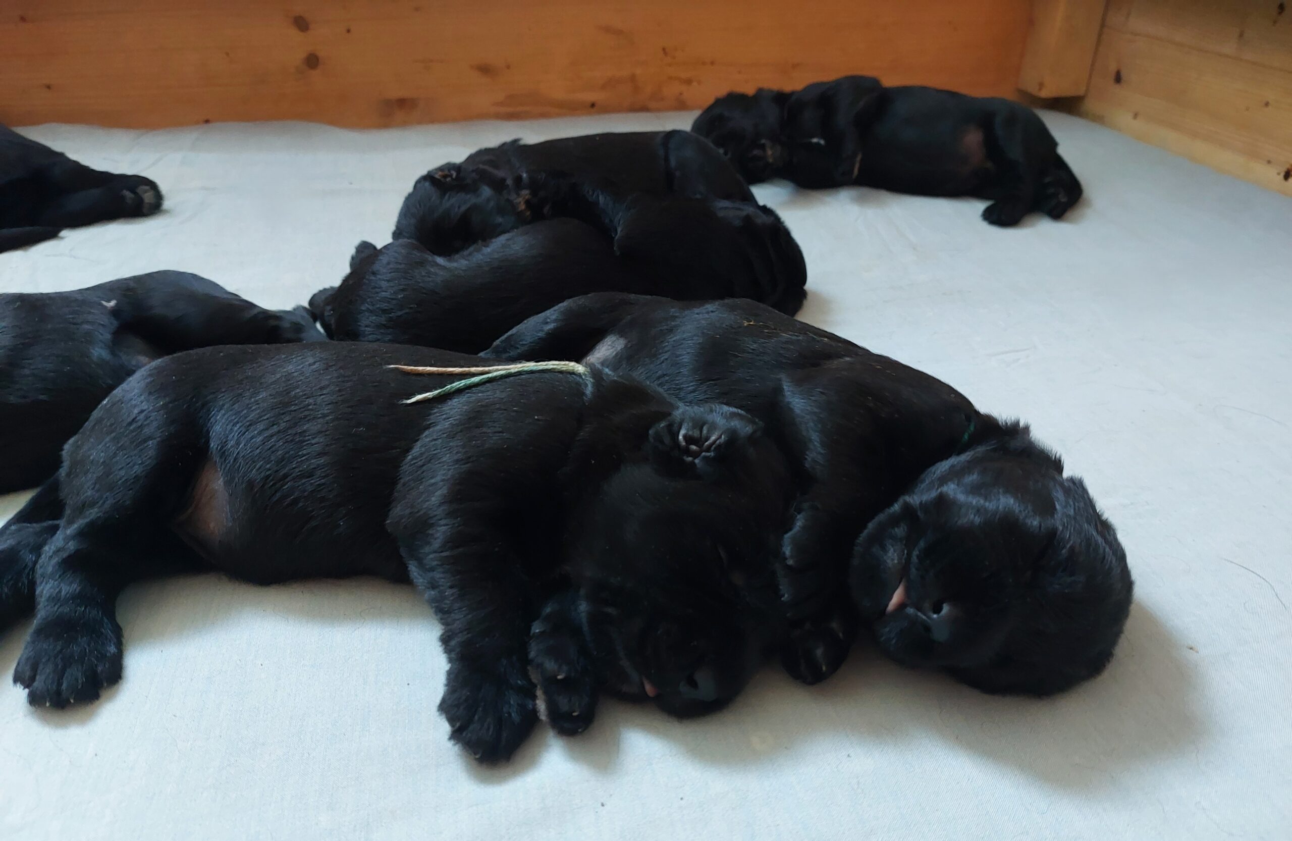 Riesenschnauzer Welpen Y Wurf 3. Woche 15.Tag 01