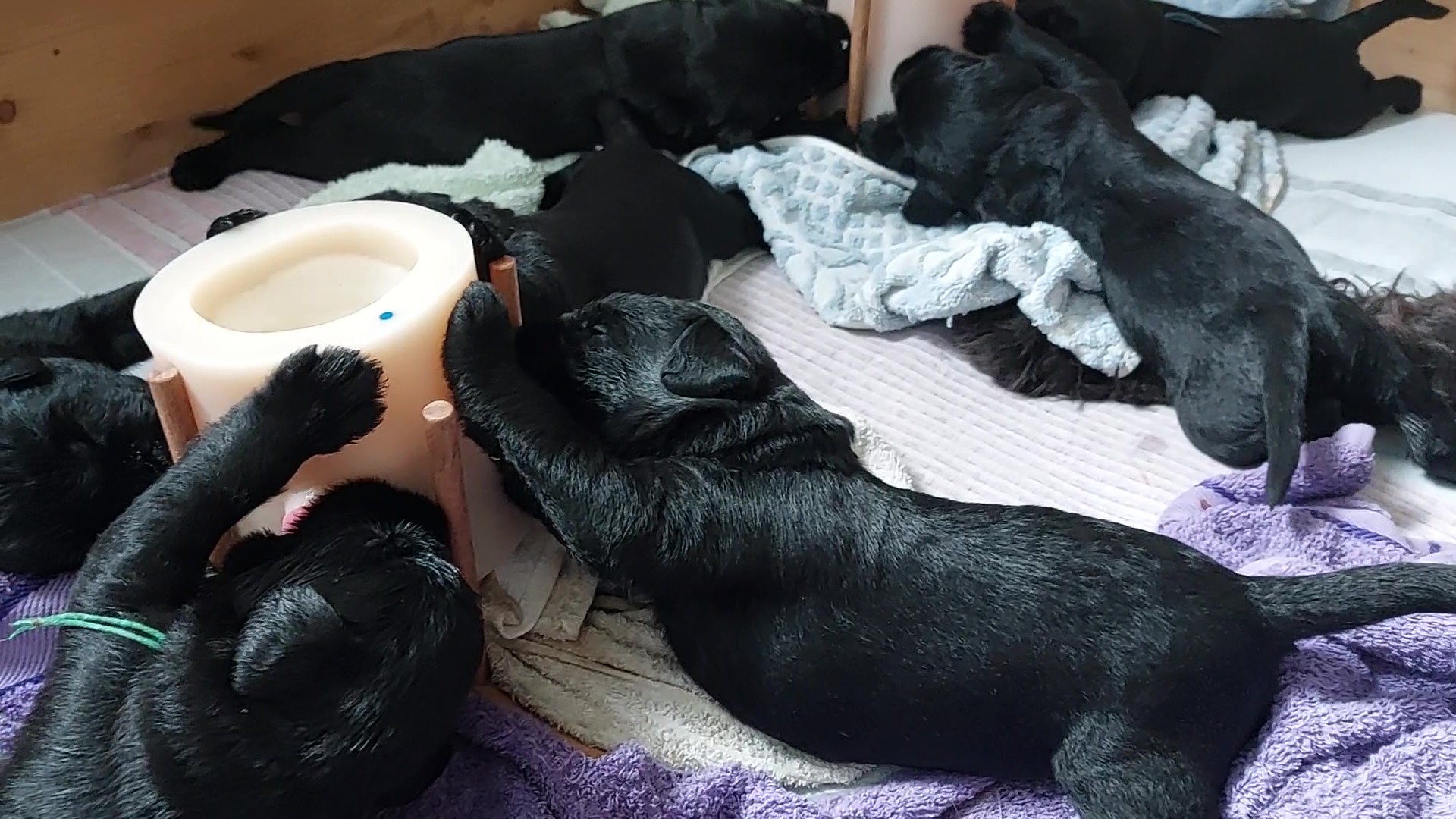 Riesenschnauzer Welpen Y Wurf 3. Woche 15.Tag 03