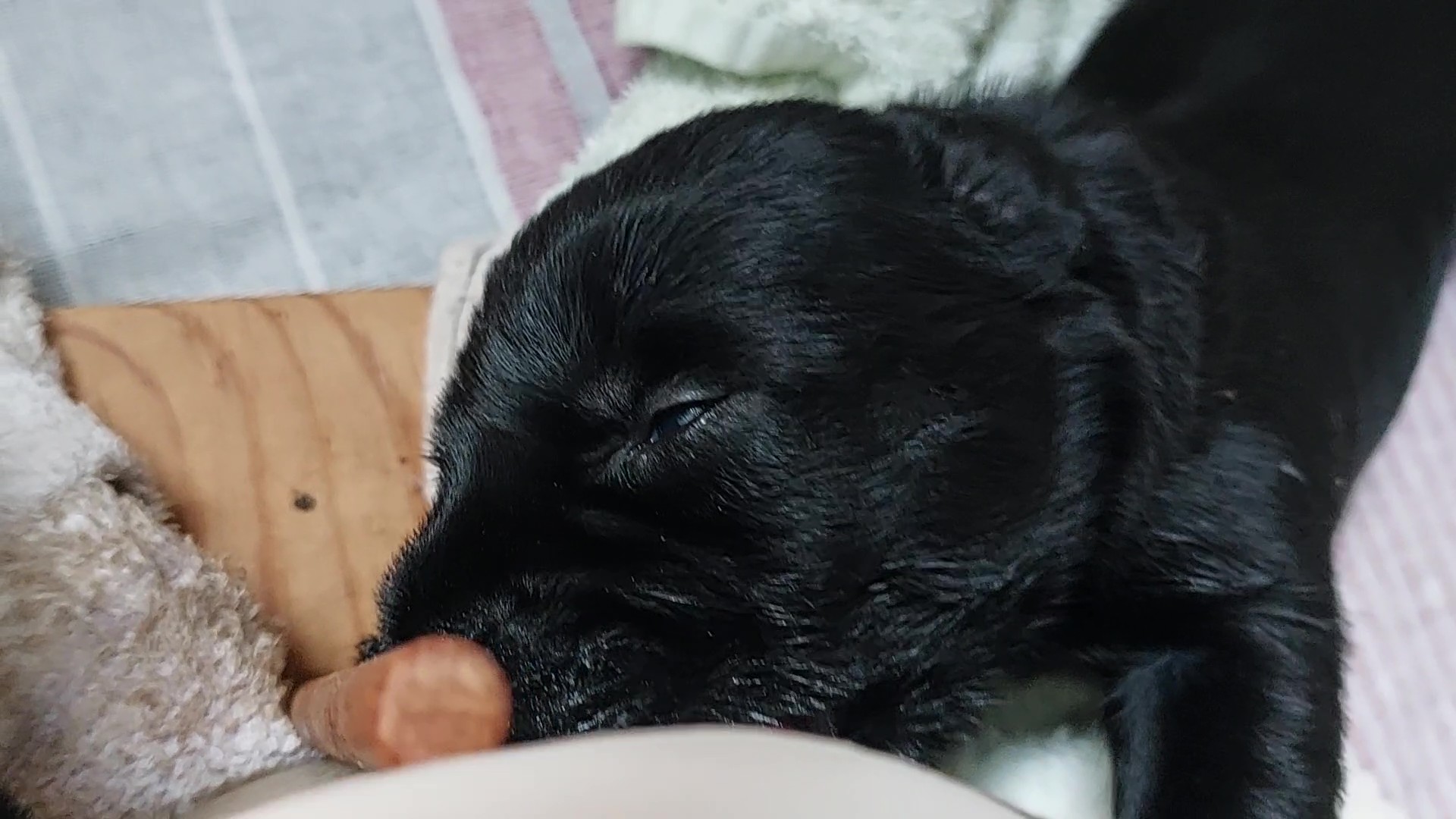 Riesenschnauzer Welpen Y Wurf 3. Woche 15.Tag 04
