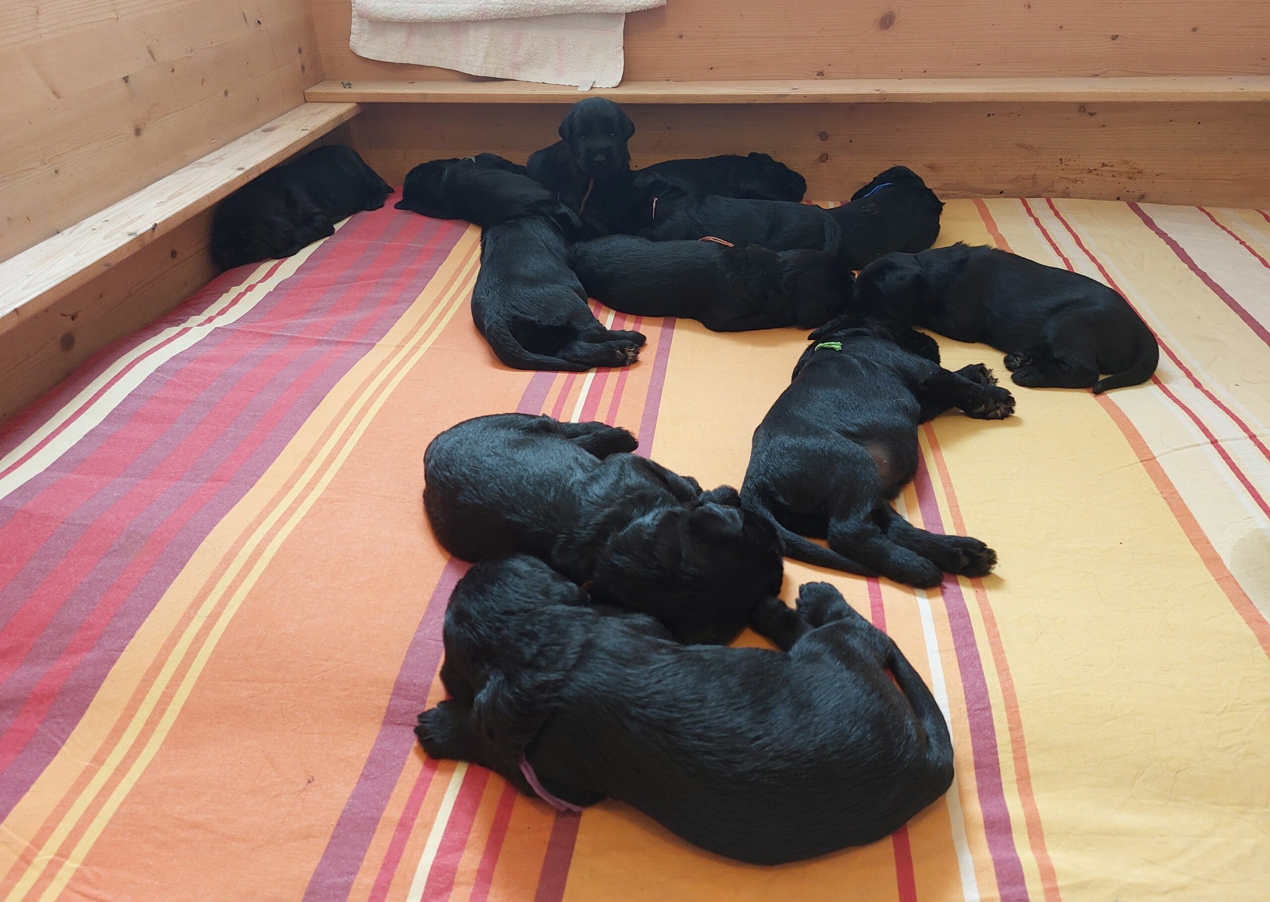 Riesenschnauzer Welpen Y Wurf 3. Woche 18.Tag 01