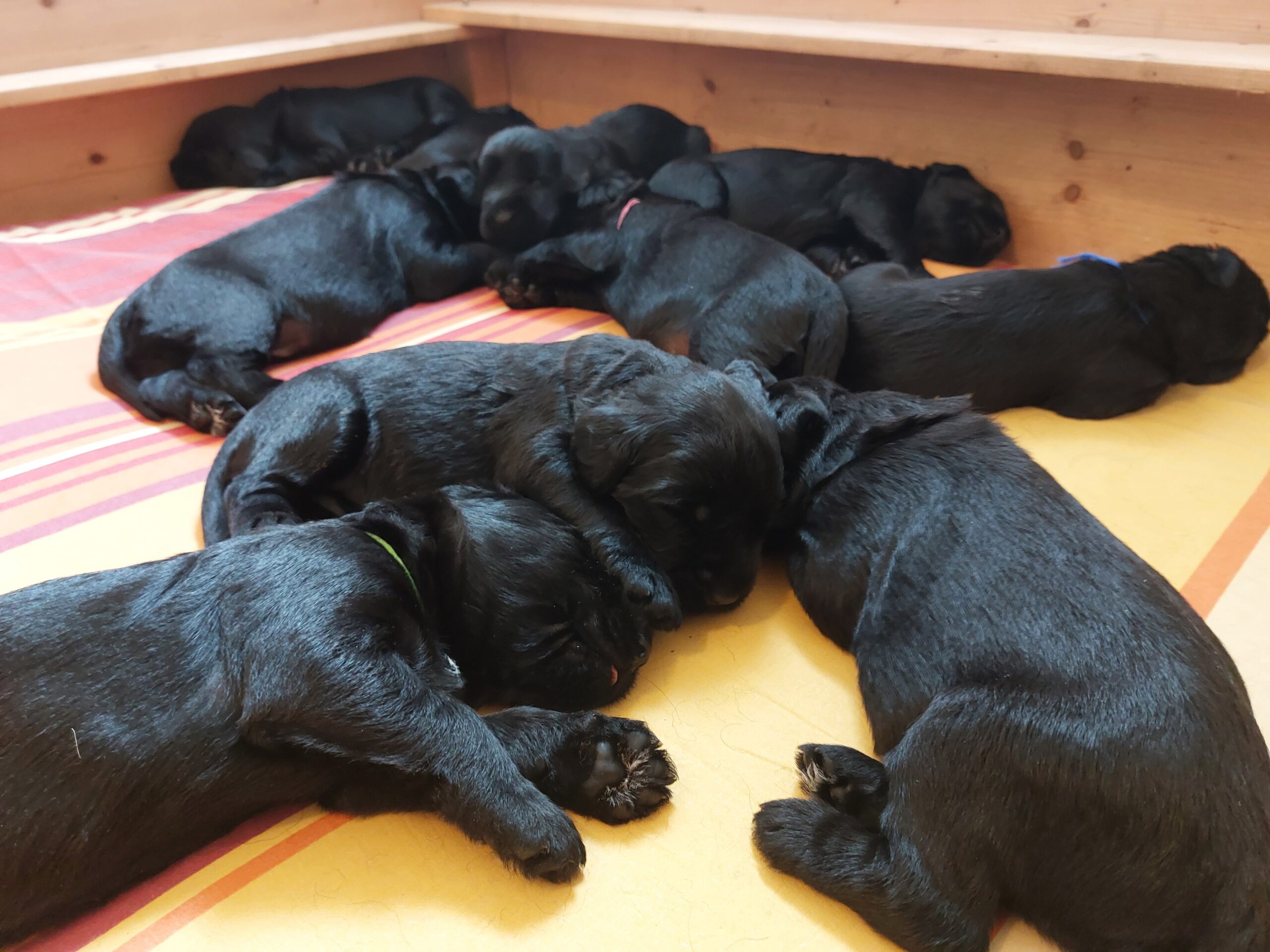 Riesenschnauzer Welpen Y Wurf 3. Woche 18.Tag 02