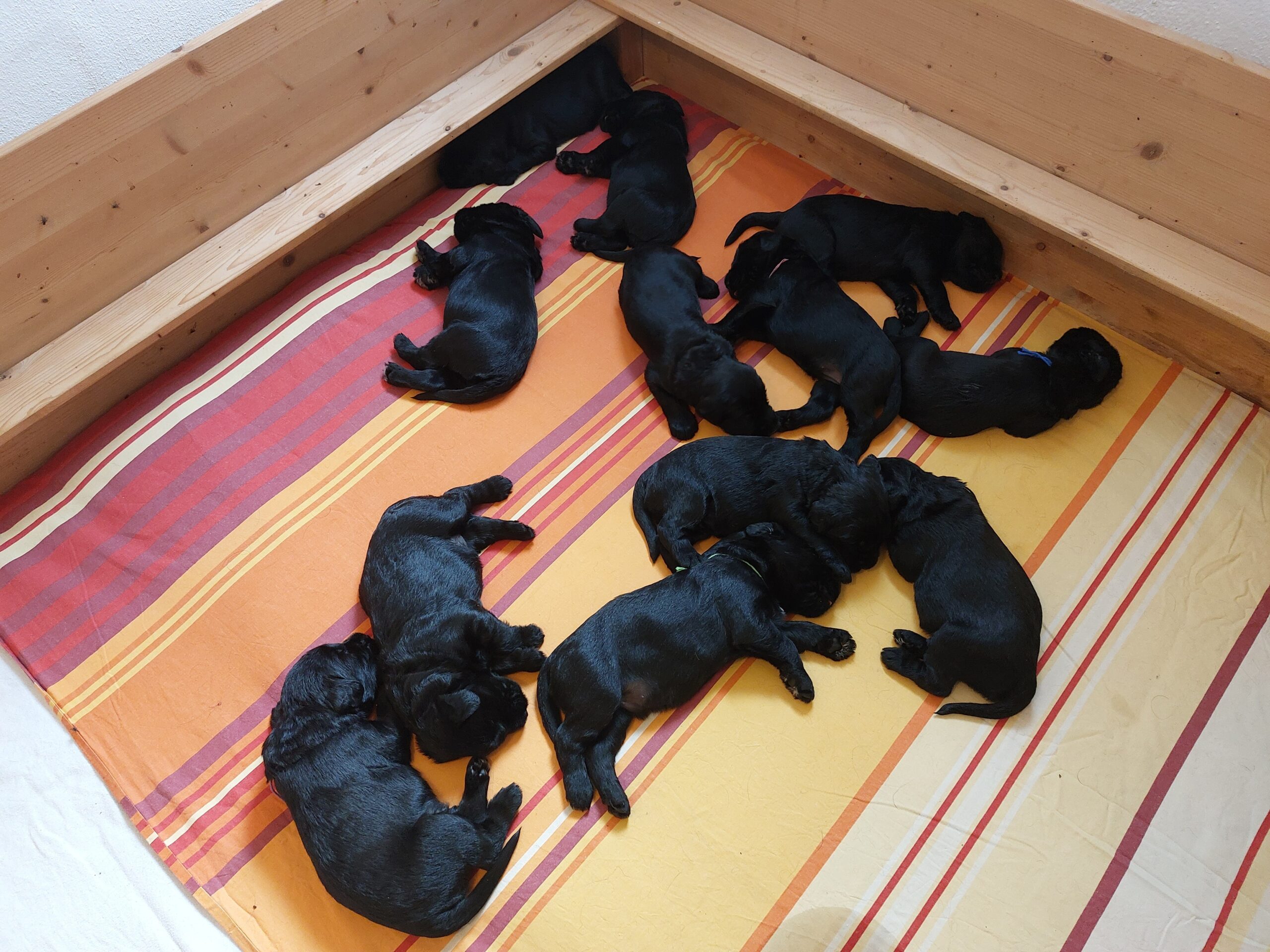 Riesenschnauzer Welpen Y Wurf 3. Woche 18.Tag 03.1
