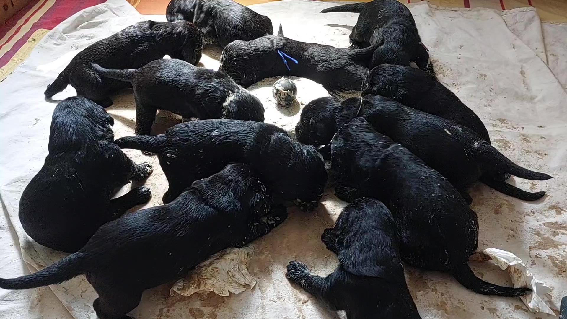 Riesenschnauzer Welpen Y Wurf 3. Woche 18.Tag 04