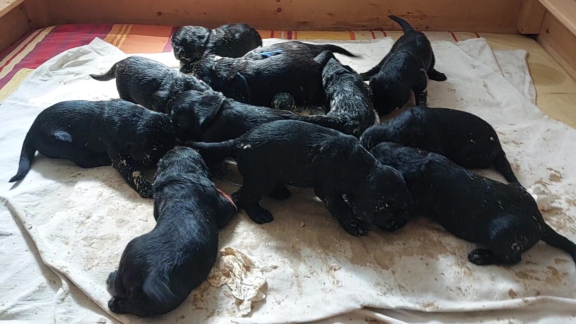 Riesenschnauzer Welpen Y Wurf 3. Woche 18.Tag 06