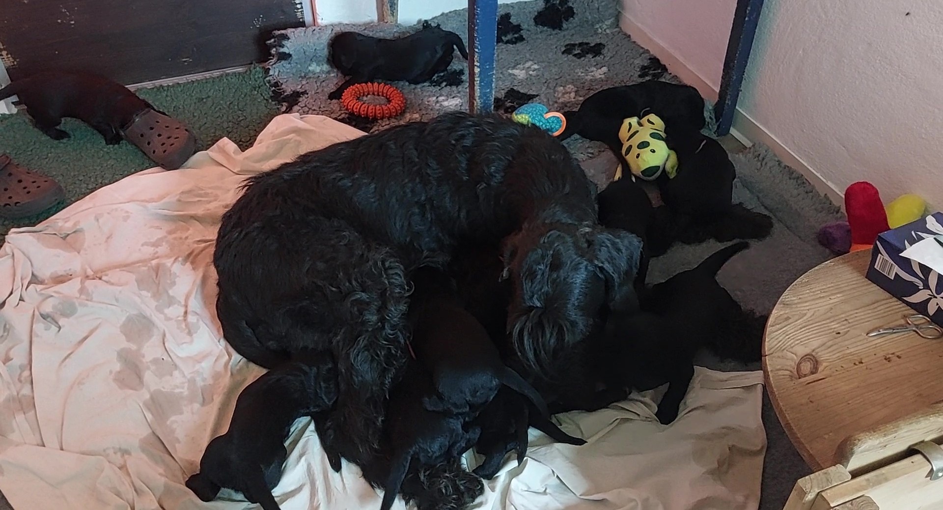 Riesenschnauzer Welpen Y Wurf 3. Woche 19.Tag 01