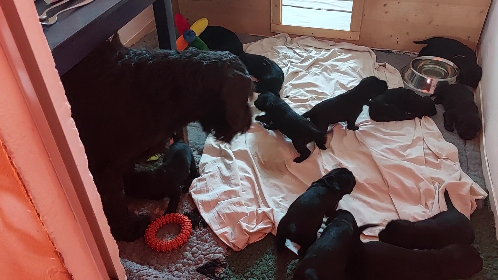 Riesenschnauzer Welpen Y Wurf 3. Woche 19.Tag 02