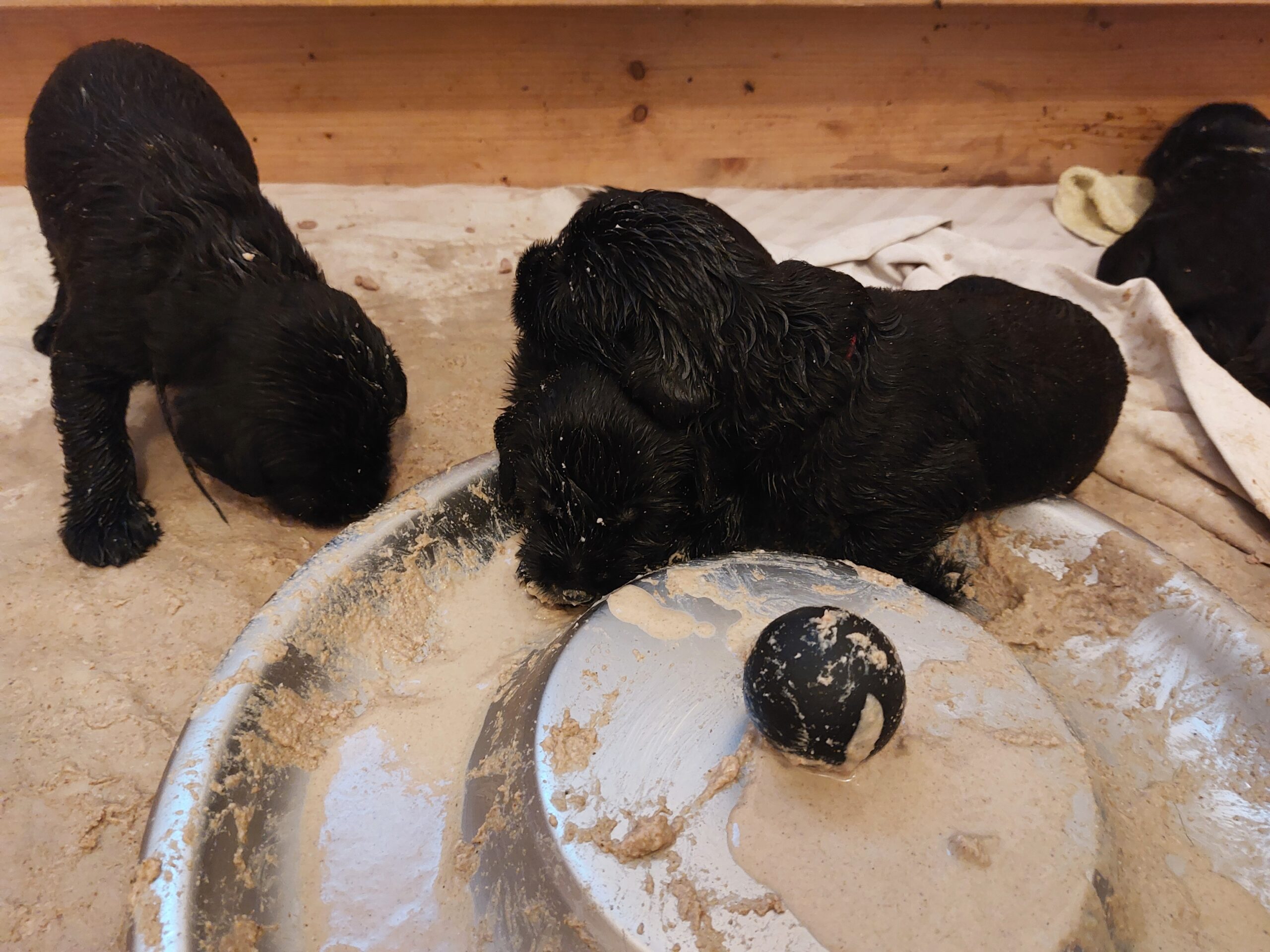 Riesenschnauzer Welpen Y Wurf 3. Woche 19.Tag 03