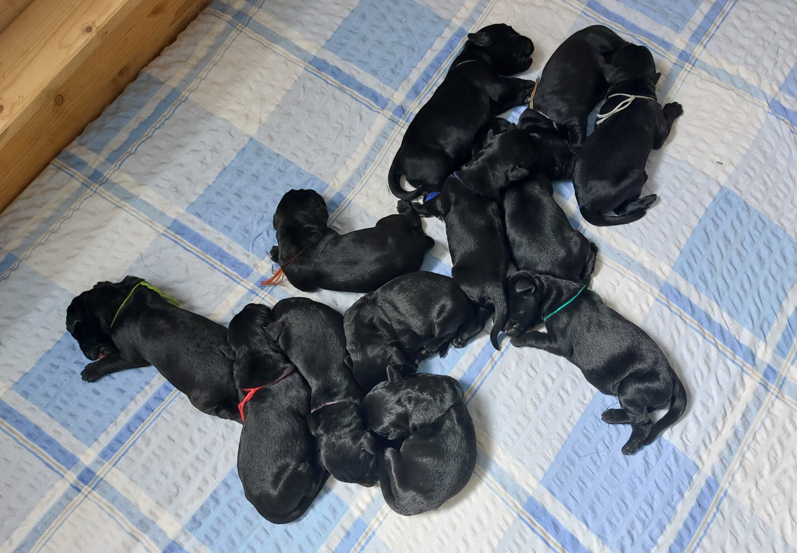 Riesenschnauzer Welpen Y Wurf 3.Lebenstag 01.1