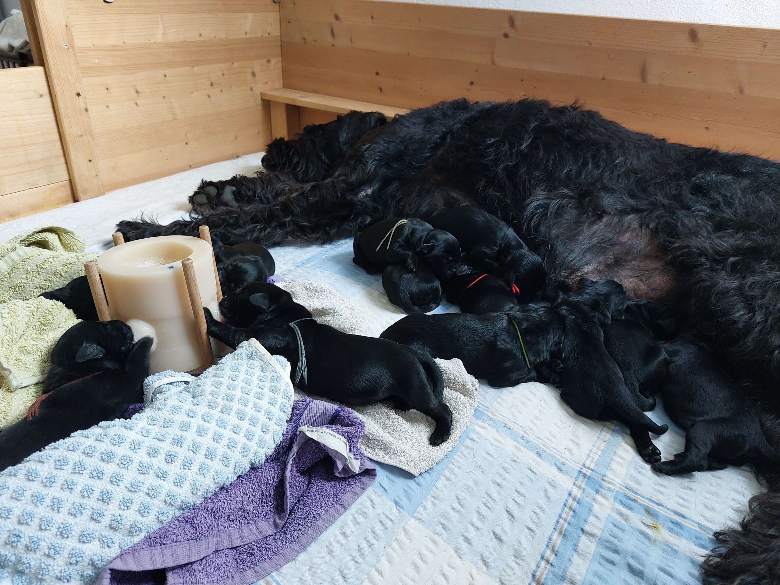 Riesenschnauzer Welpen Y Wurf 3.Lebenstag 11