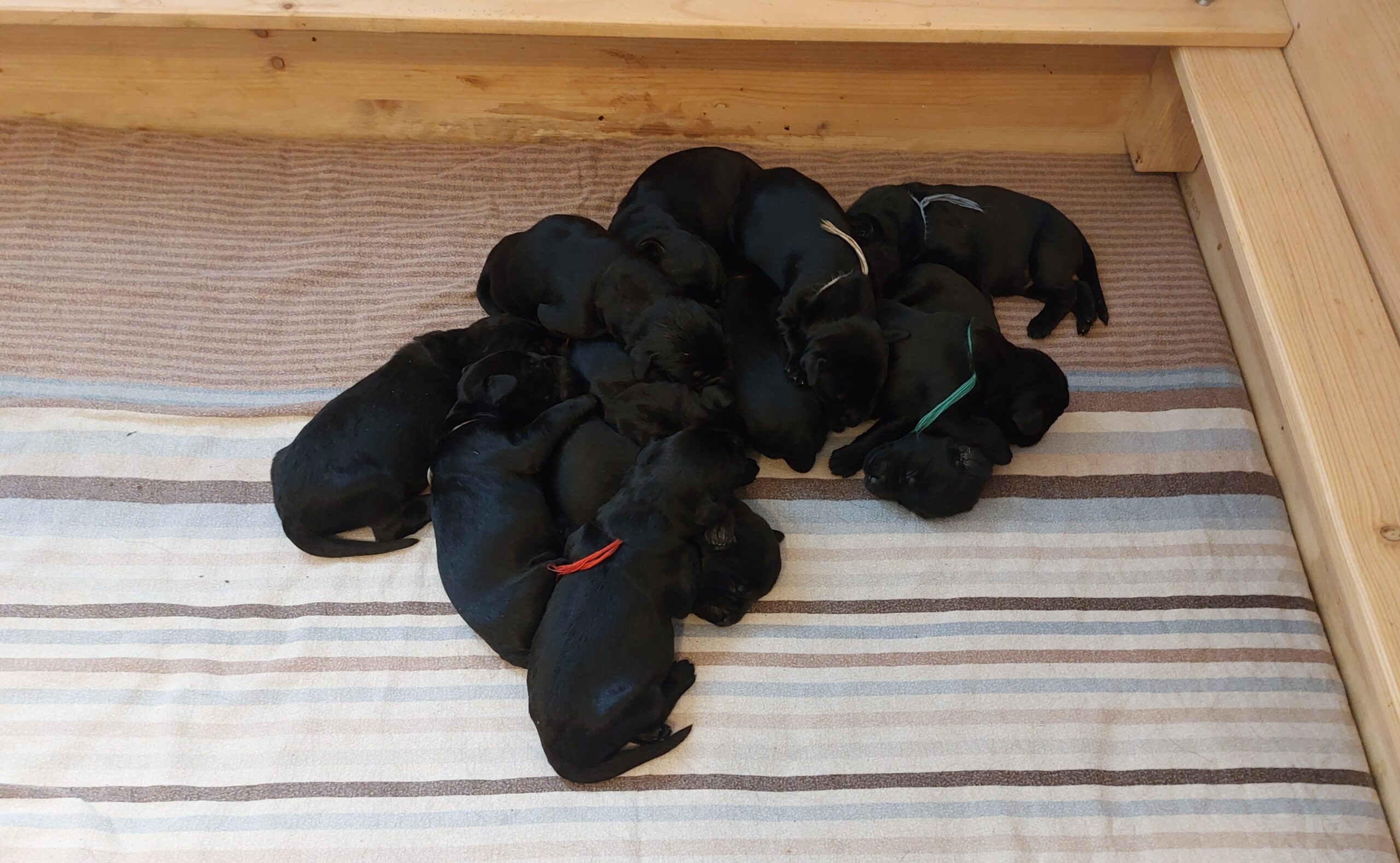 Riesenschnauzer Welpen Y Wurf 5.Lebenstag 01
