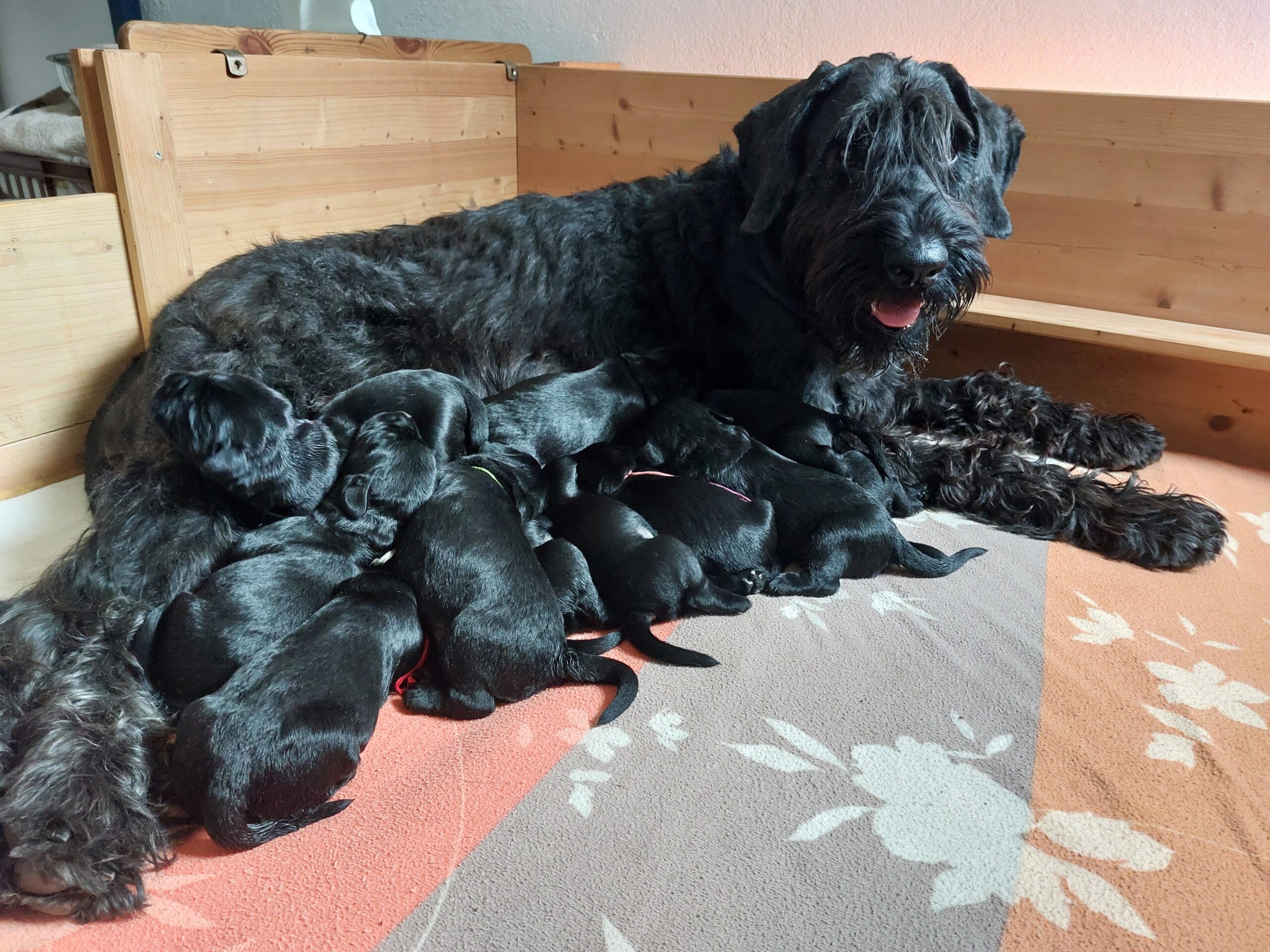 Riesenschnauzer Welpen Y Wurf 8.Lebenstag 04.1
