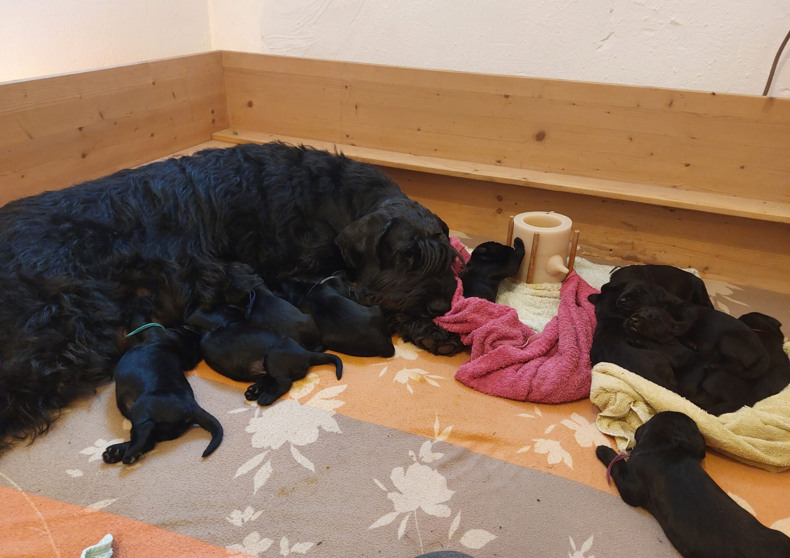 Riesenschnauzer Welpen Y Wurf 8.Lebenstag 05.1