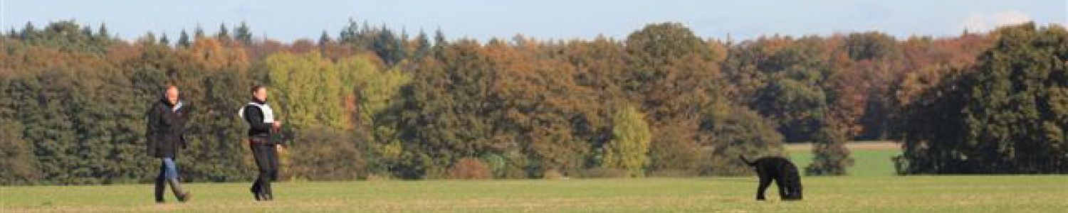 Riesenschnauzer auf der Fährte