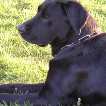 Labradorhündin schwarz - Maggy