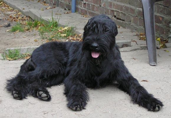 Riesenschnauzer schwarz Doro 5