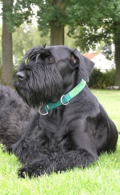 Schwarze Riesenschnauzerhündin Else vom Rübezahl
