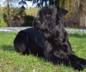 Atze von Charly's Meute Riesenschnauzer Deckrüde M-Wurf vom Schwedenspeicher