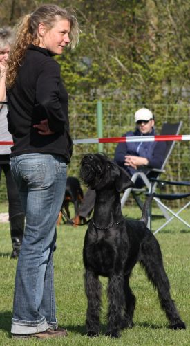 Riesenschnauzer Faizah vom Schwedenspeicher 16 1